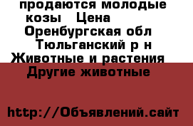 продаются молодые козы › Цена ­ 5 000 - Оренбургская обл., Тюльганский р-н Животные и растения » Другие животные   